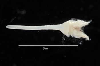 Media type: image;   Malacology 169905 Description: Digital documentation photo of preserved specimen.;